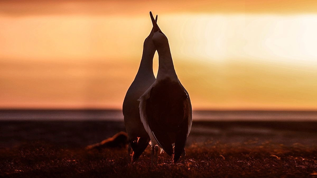 The Mating Game