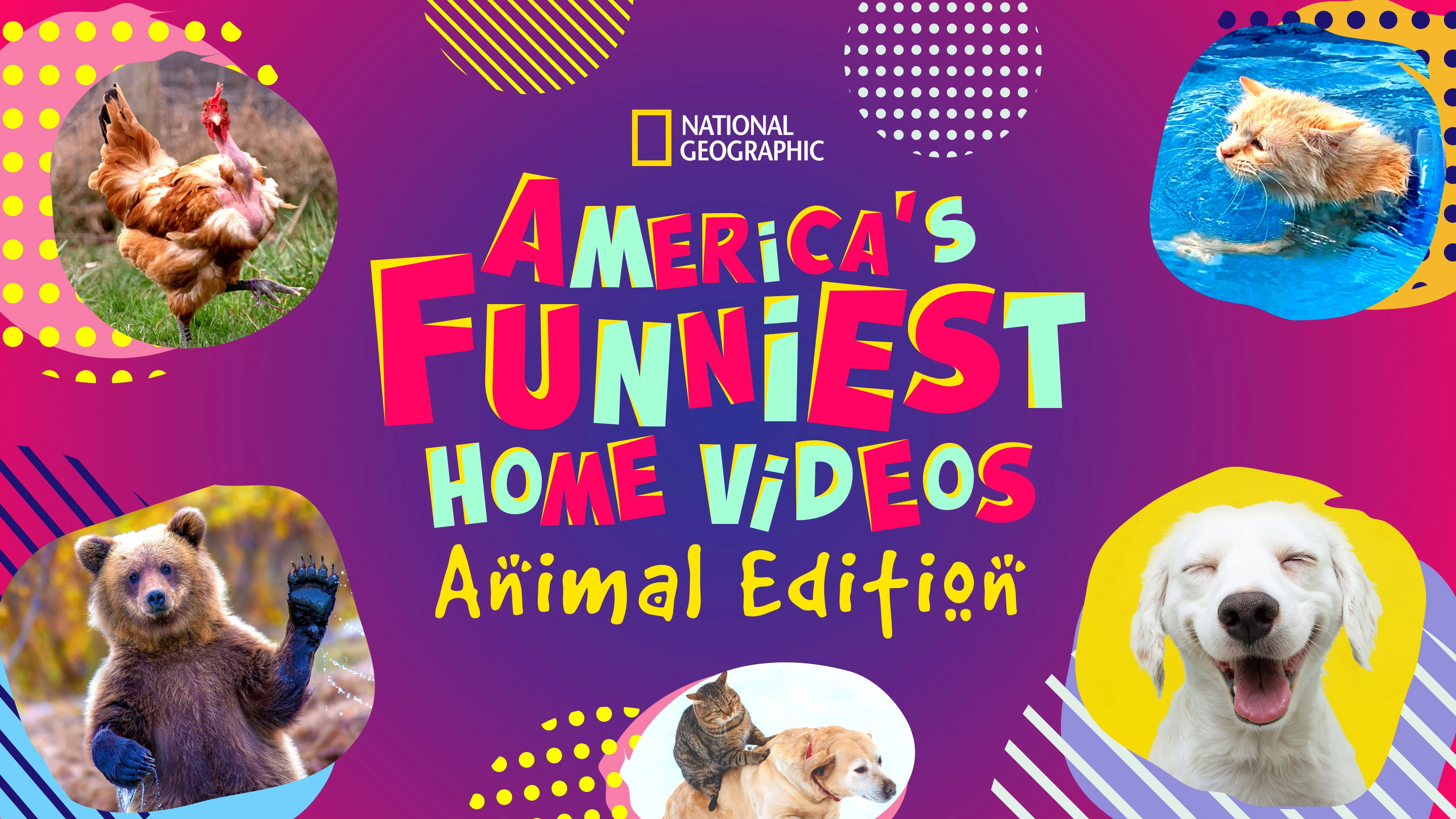 America's Funniest Home Videos: Animal Edition