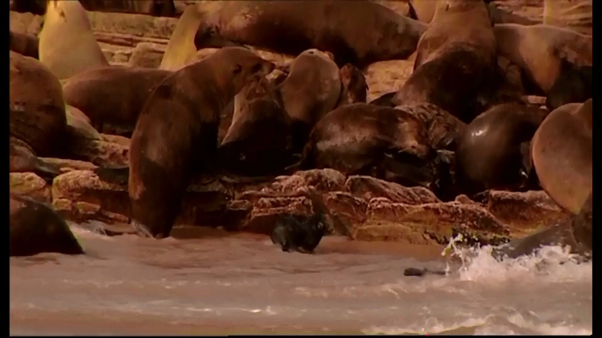 Animal Life: Young & Wild