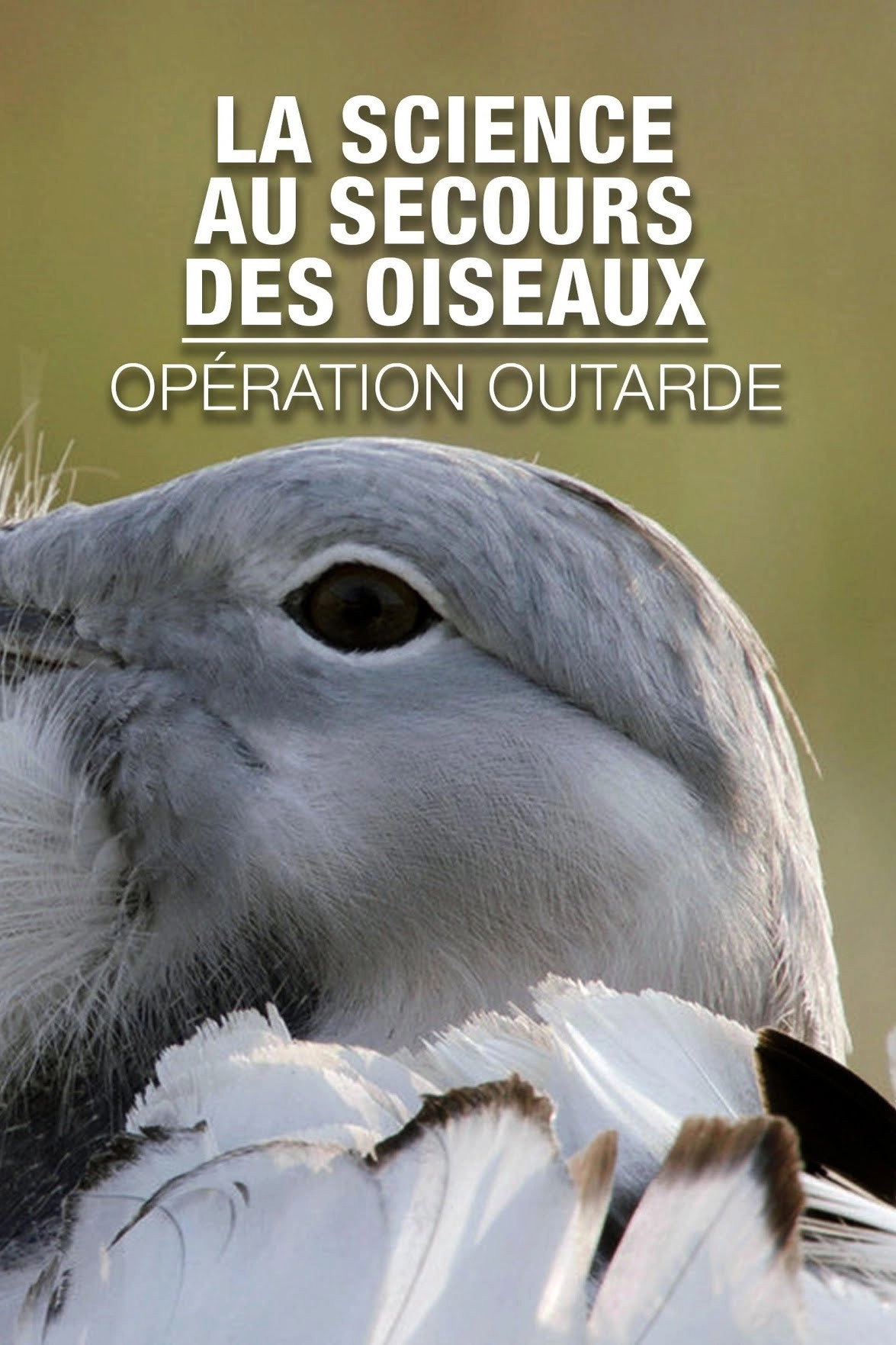 Glorious Bustards