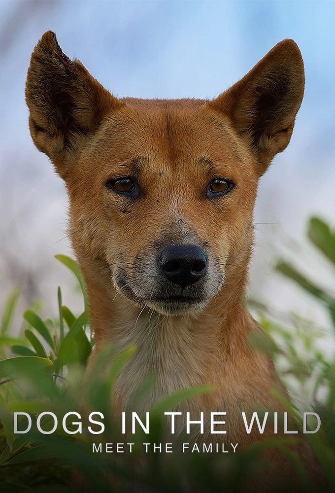 Dogs in the Wild: Meet the Family