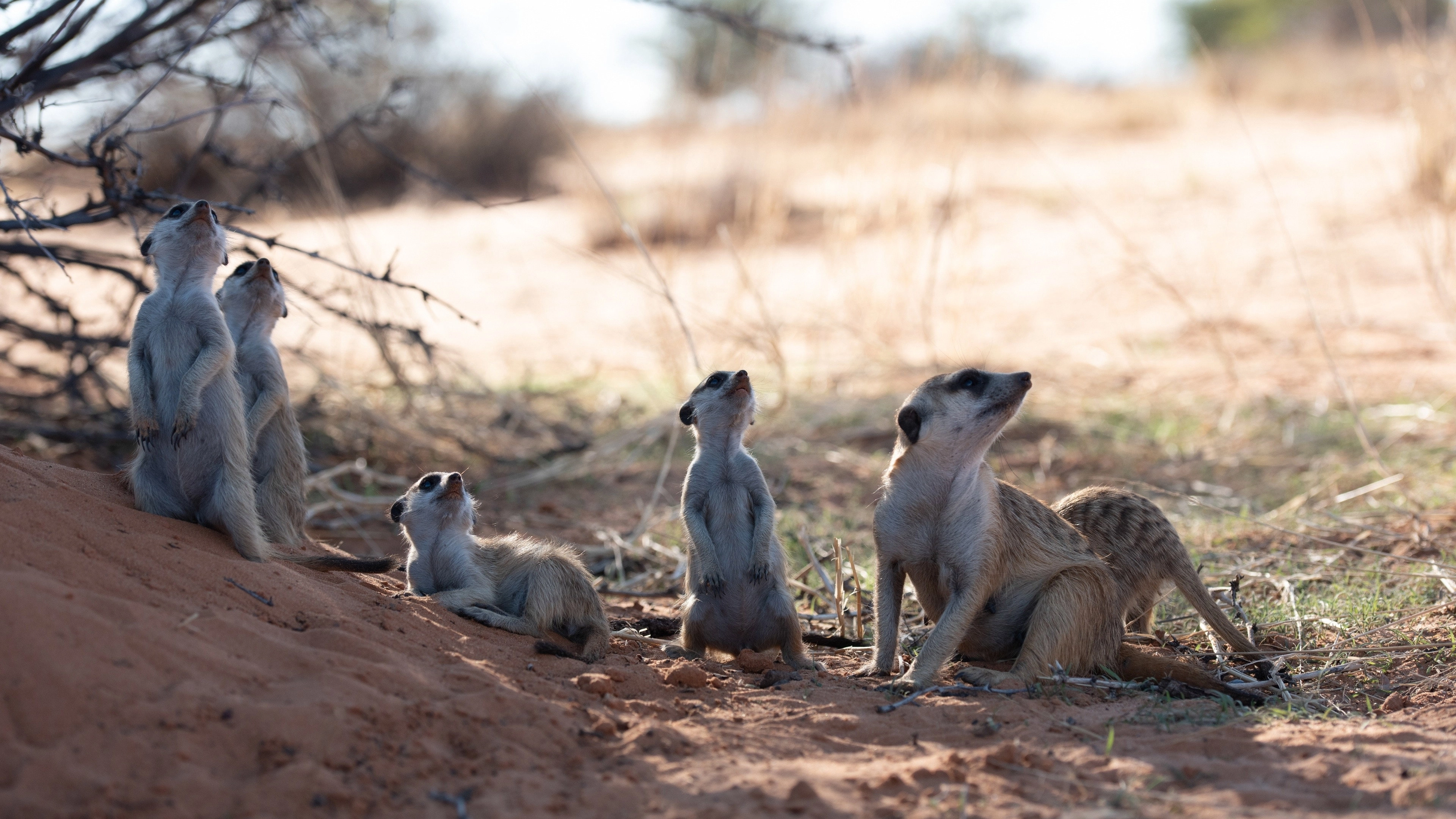 Meet The Meerkats