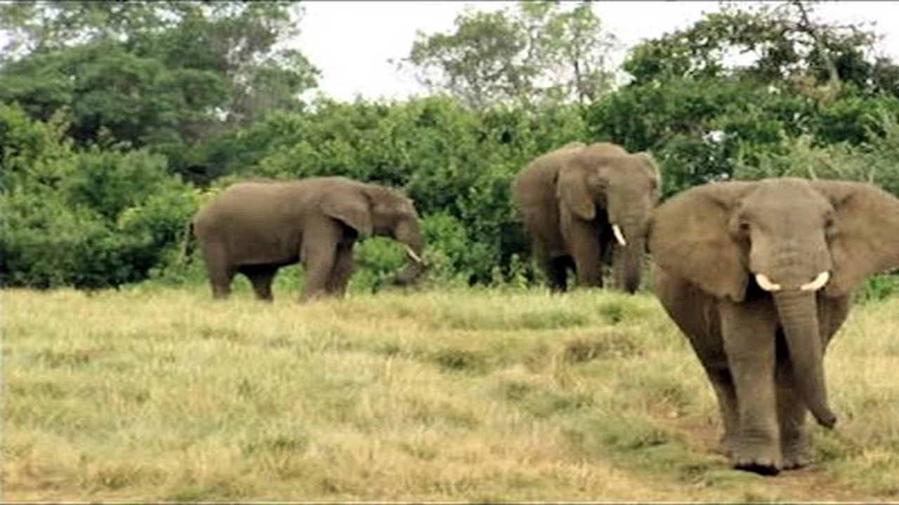 Animals Like Us