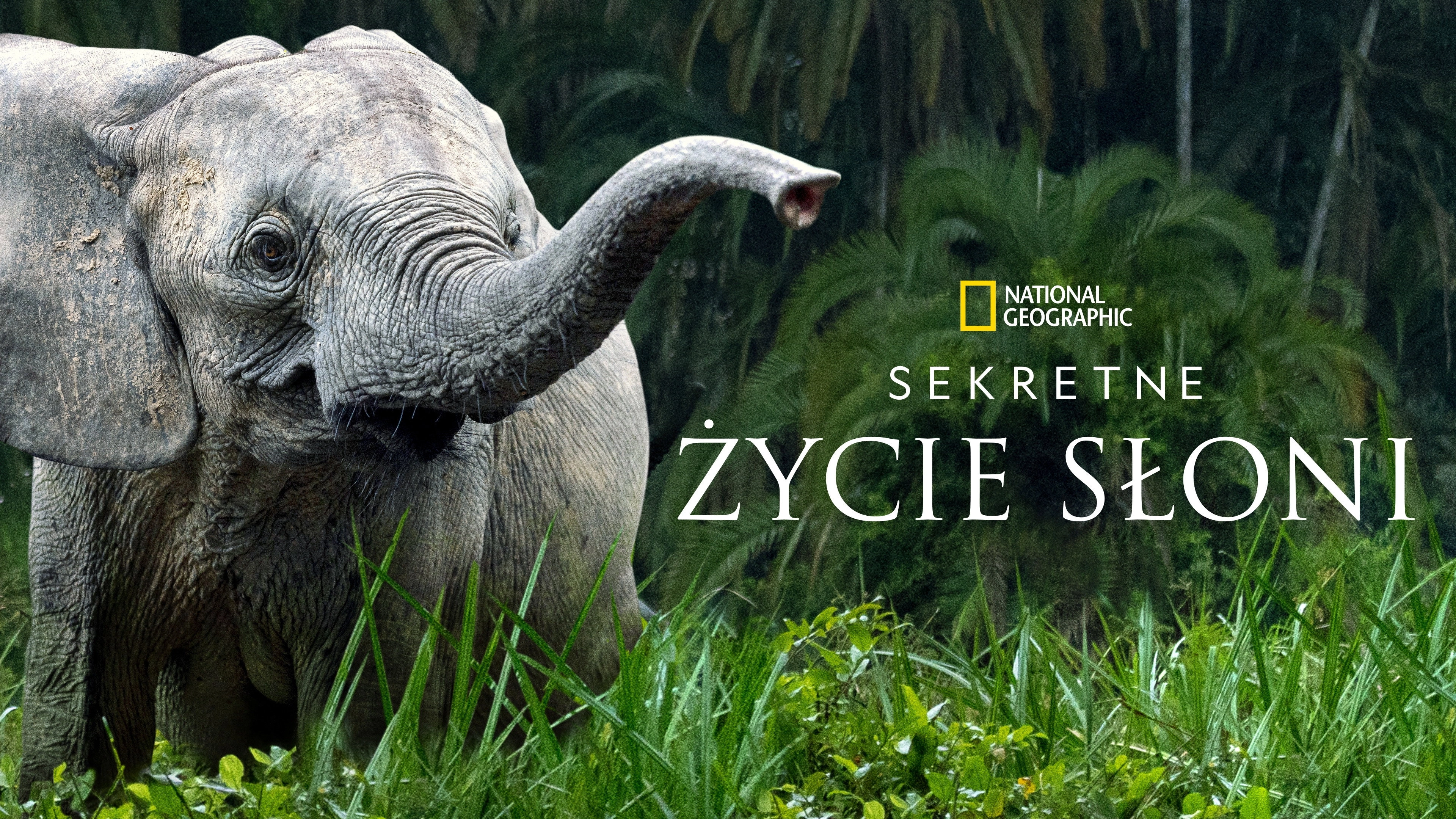 Secrets of the Elephants