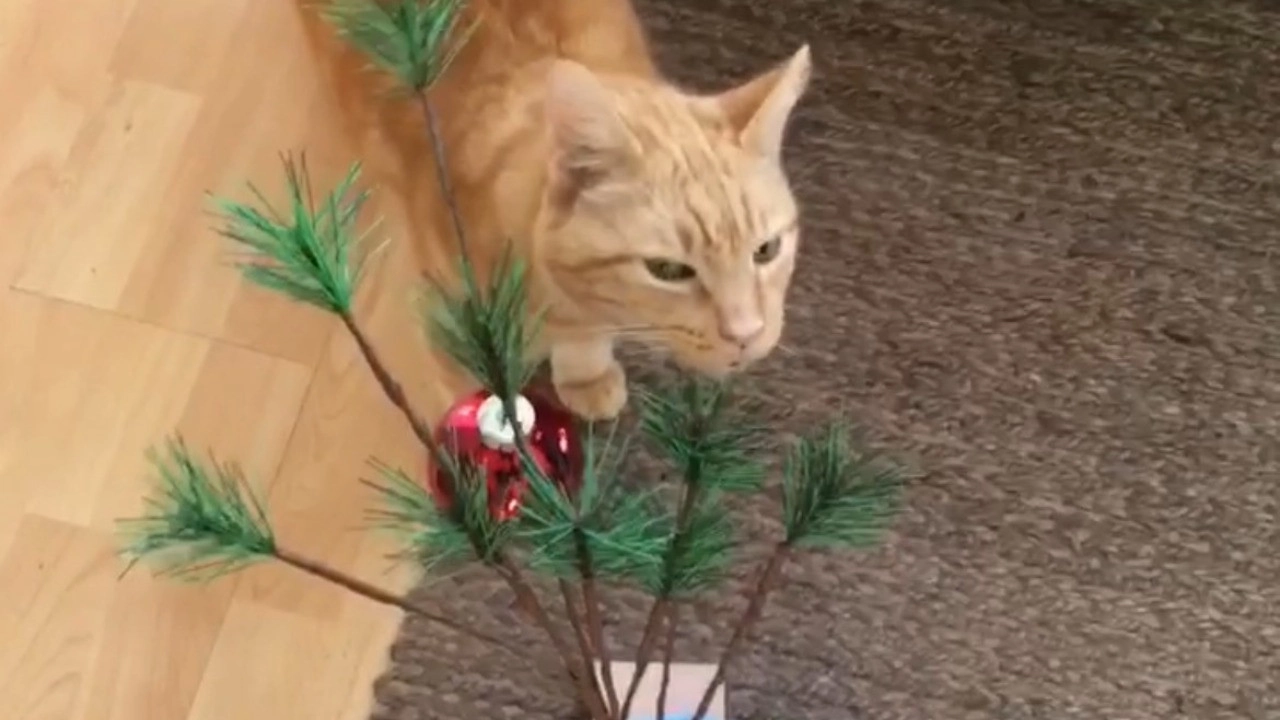 The Adventures of Murphy the Cat #6