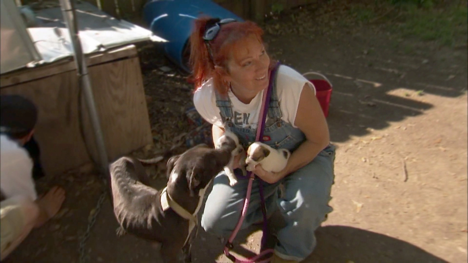 Pit Bulls and Parolees