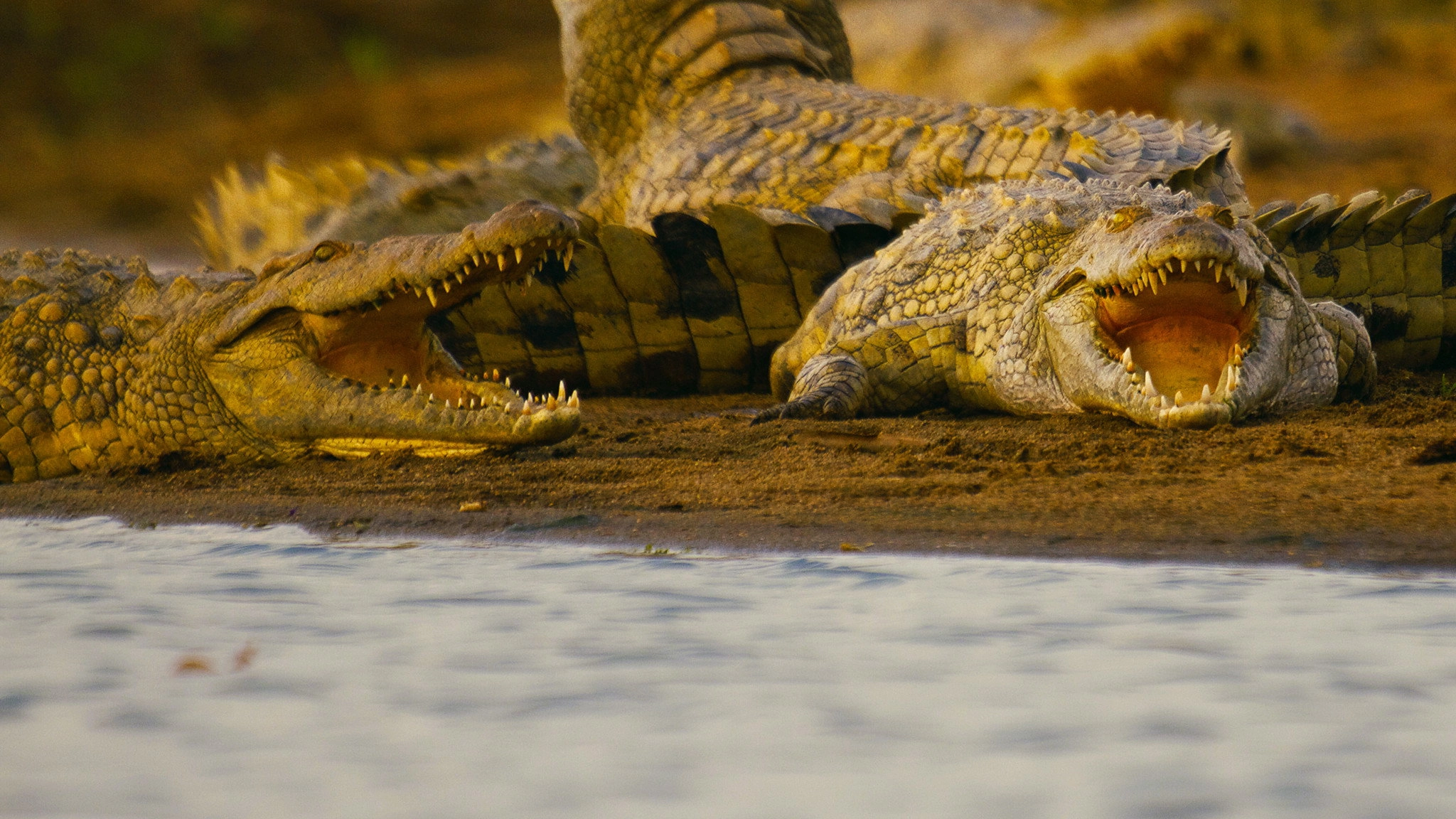 Hippo vs Croc