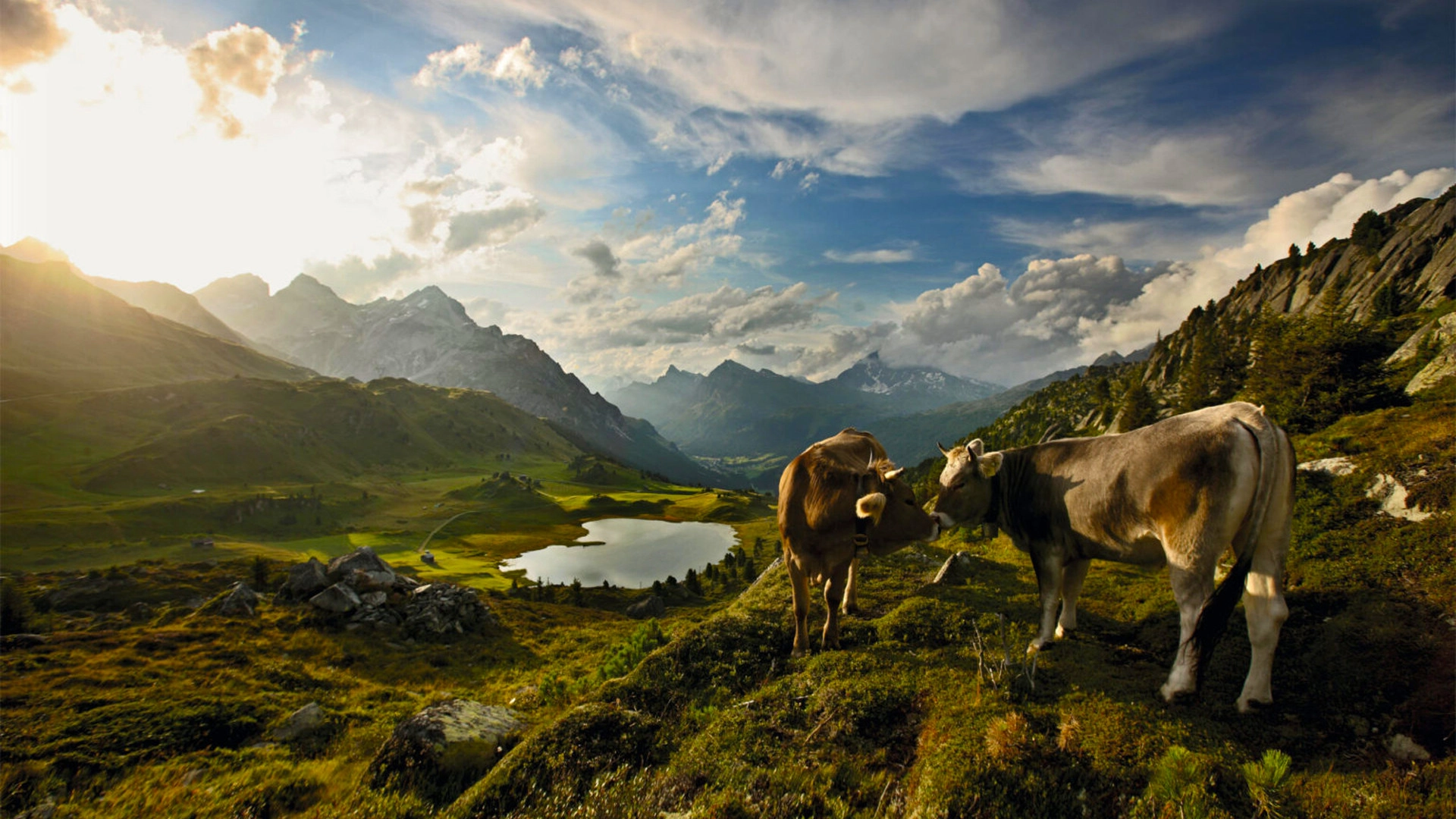 Wild Faces of Switzerland