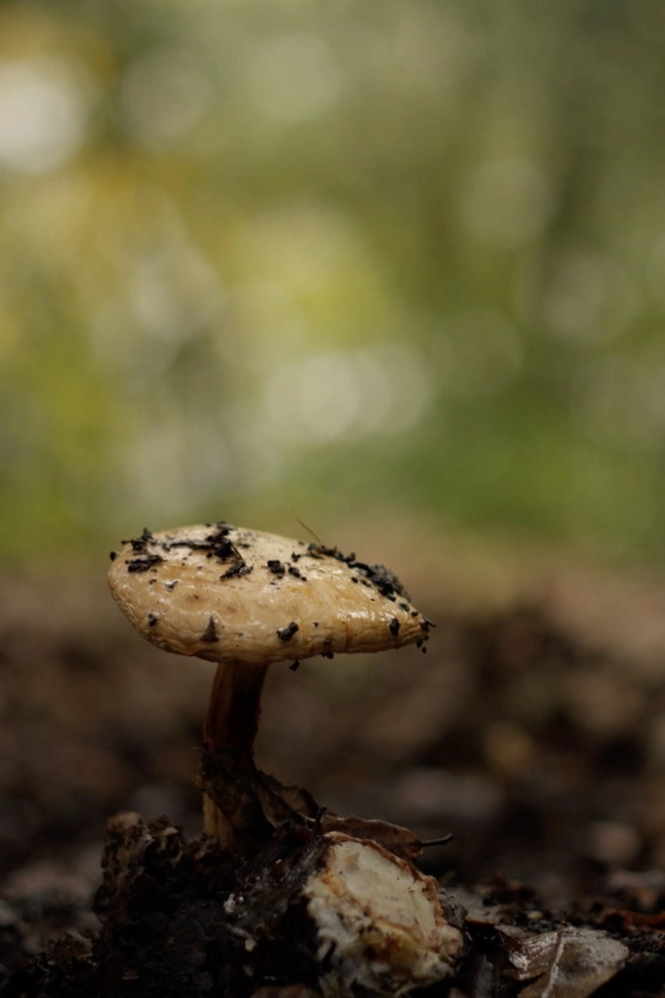Mycélium