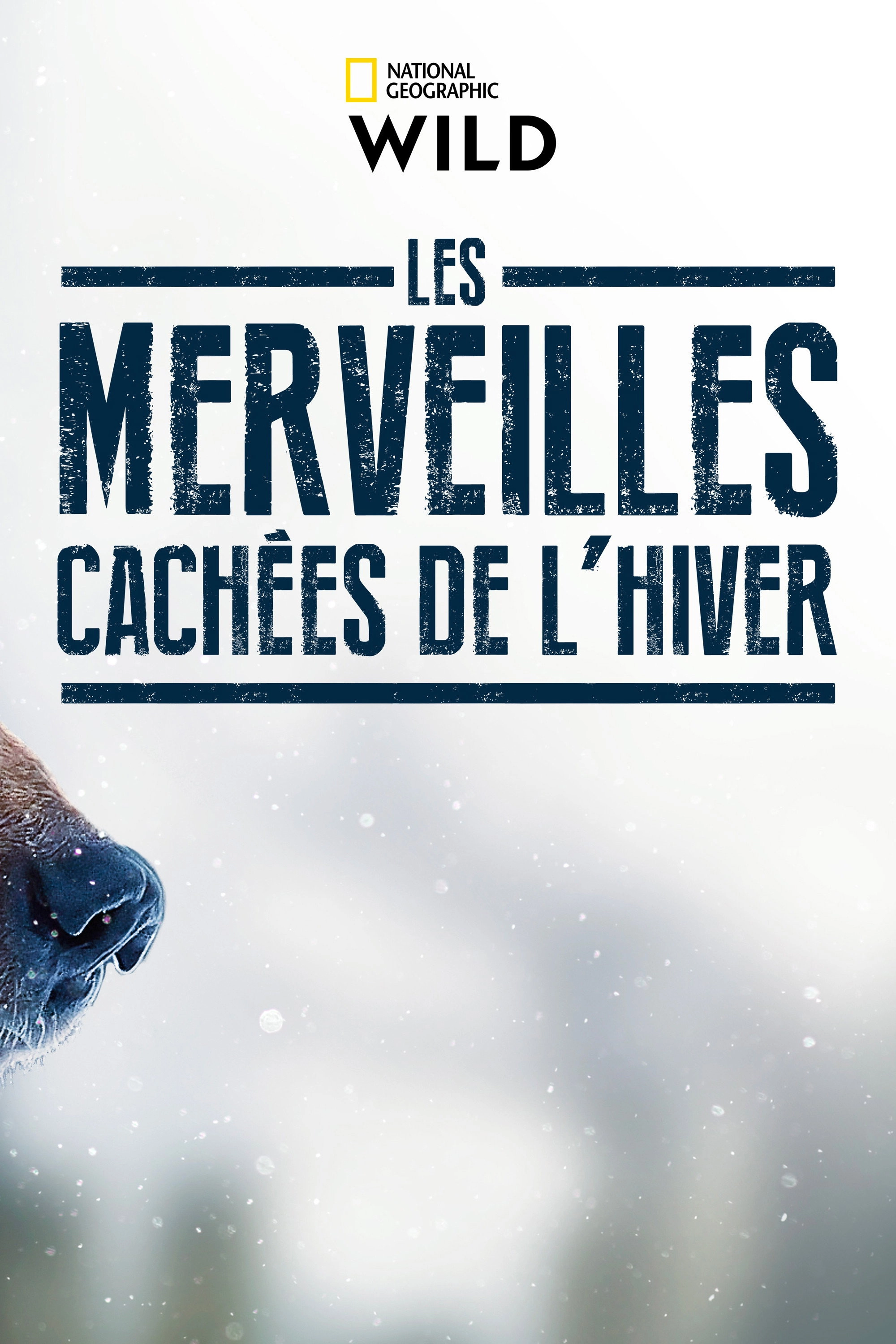 Winter's Hidden Wonders