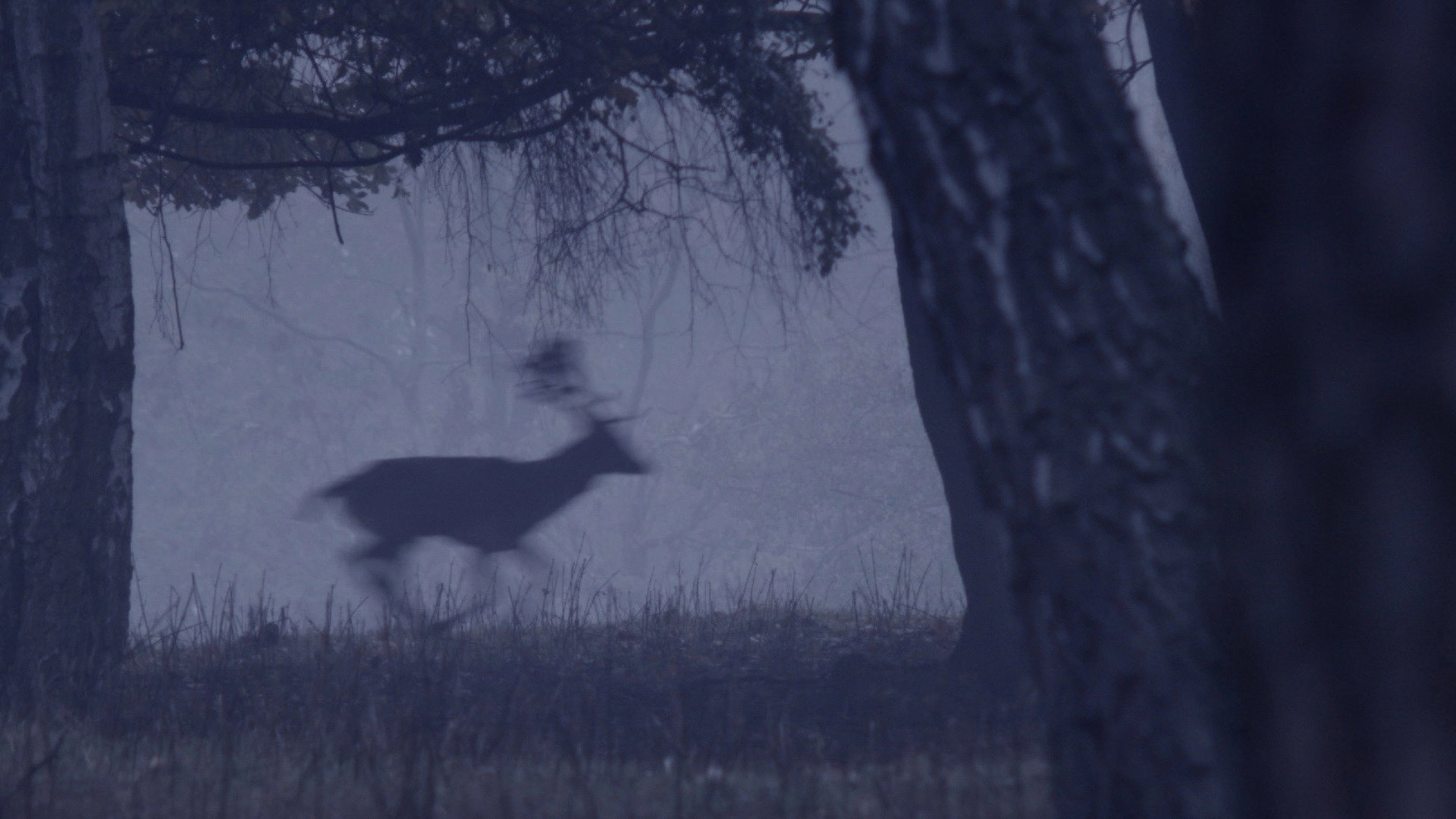 Deer Boy