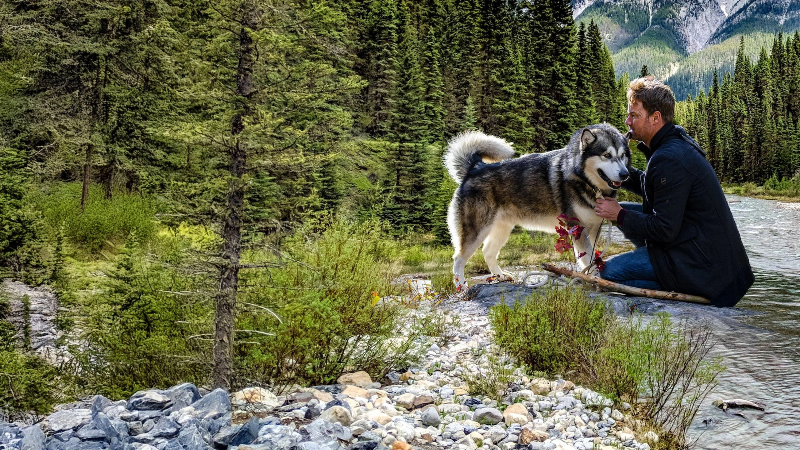 Hero Dog: The Journey Home