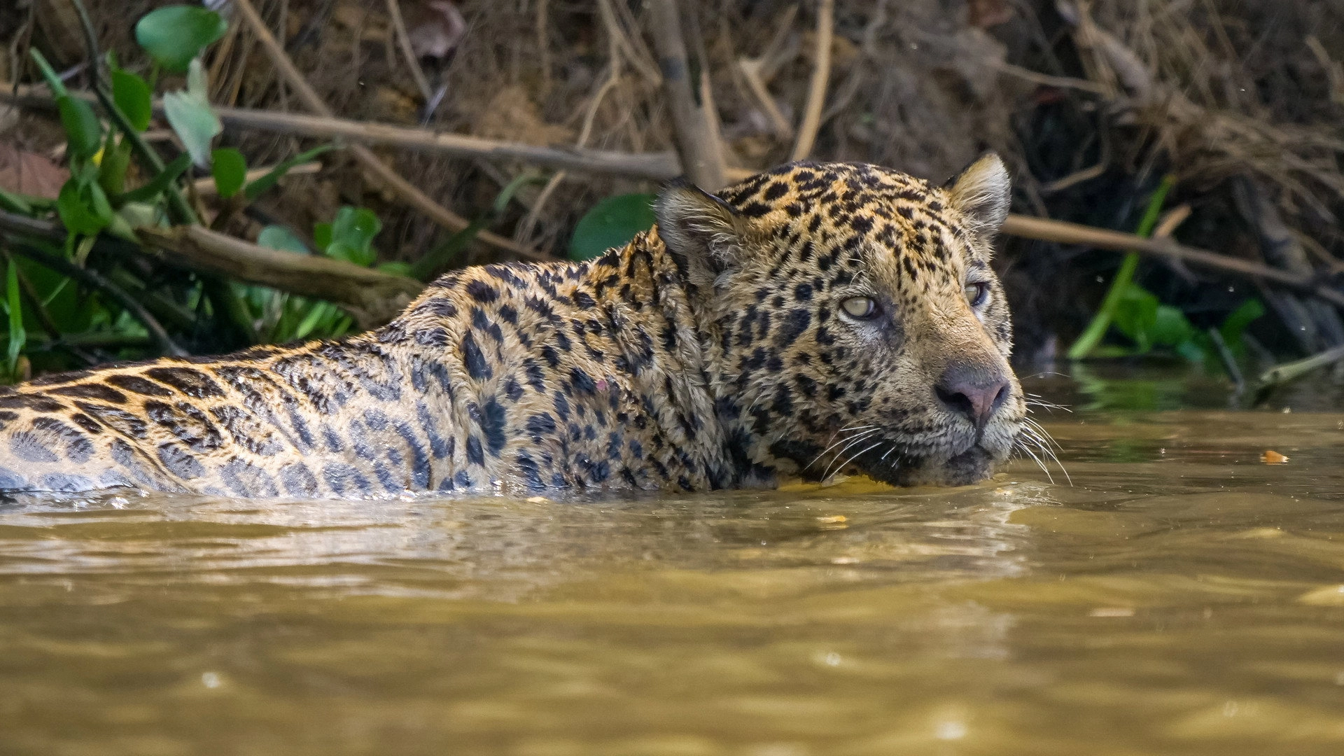 South America's Weirdest Animals