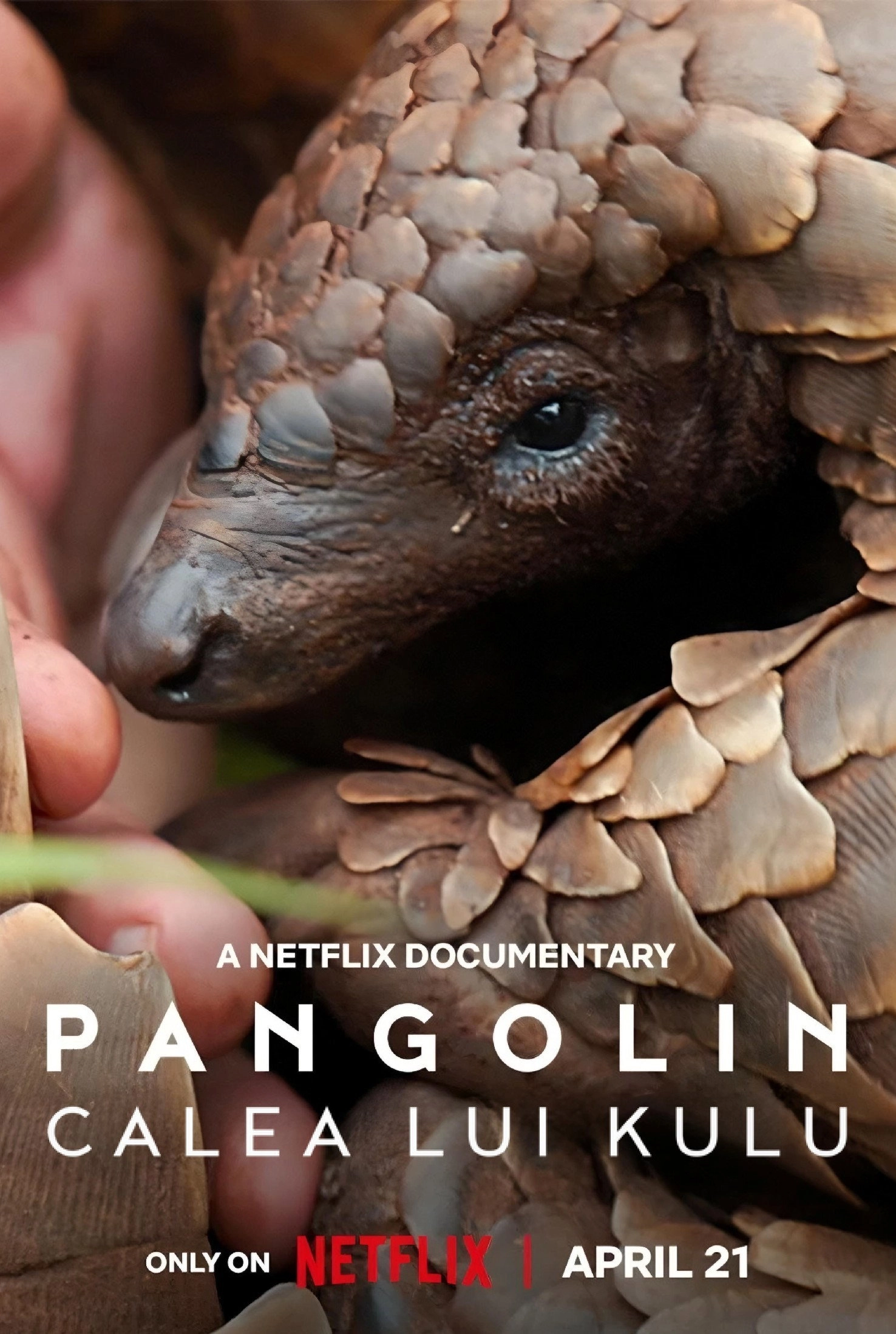 Pangolin: Kulu's Journey