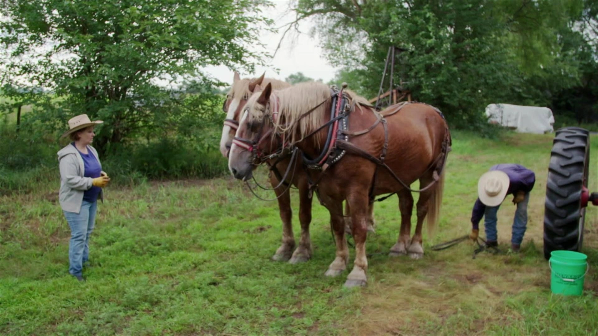 Heartland Docs, DVM