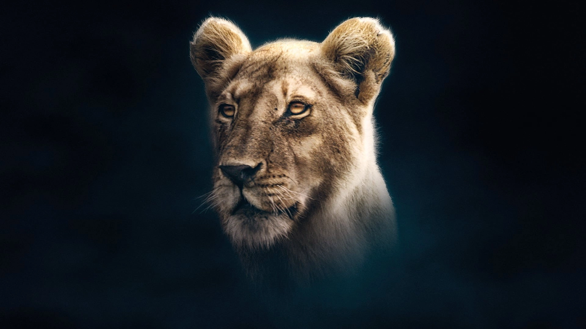 Dynasties