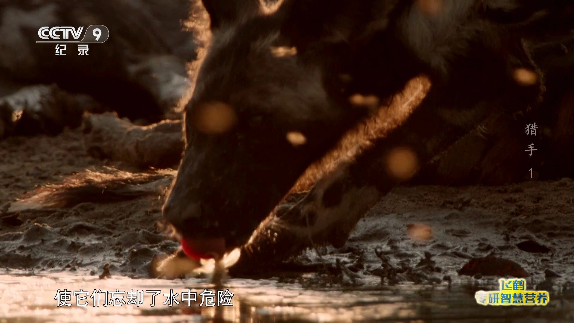 纪录片猎手