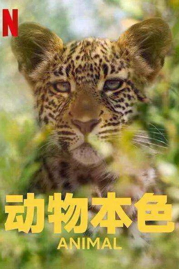 Animal