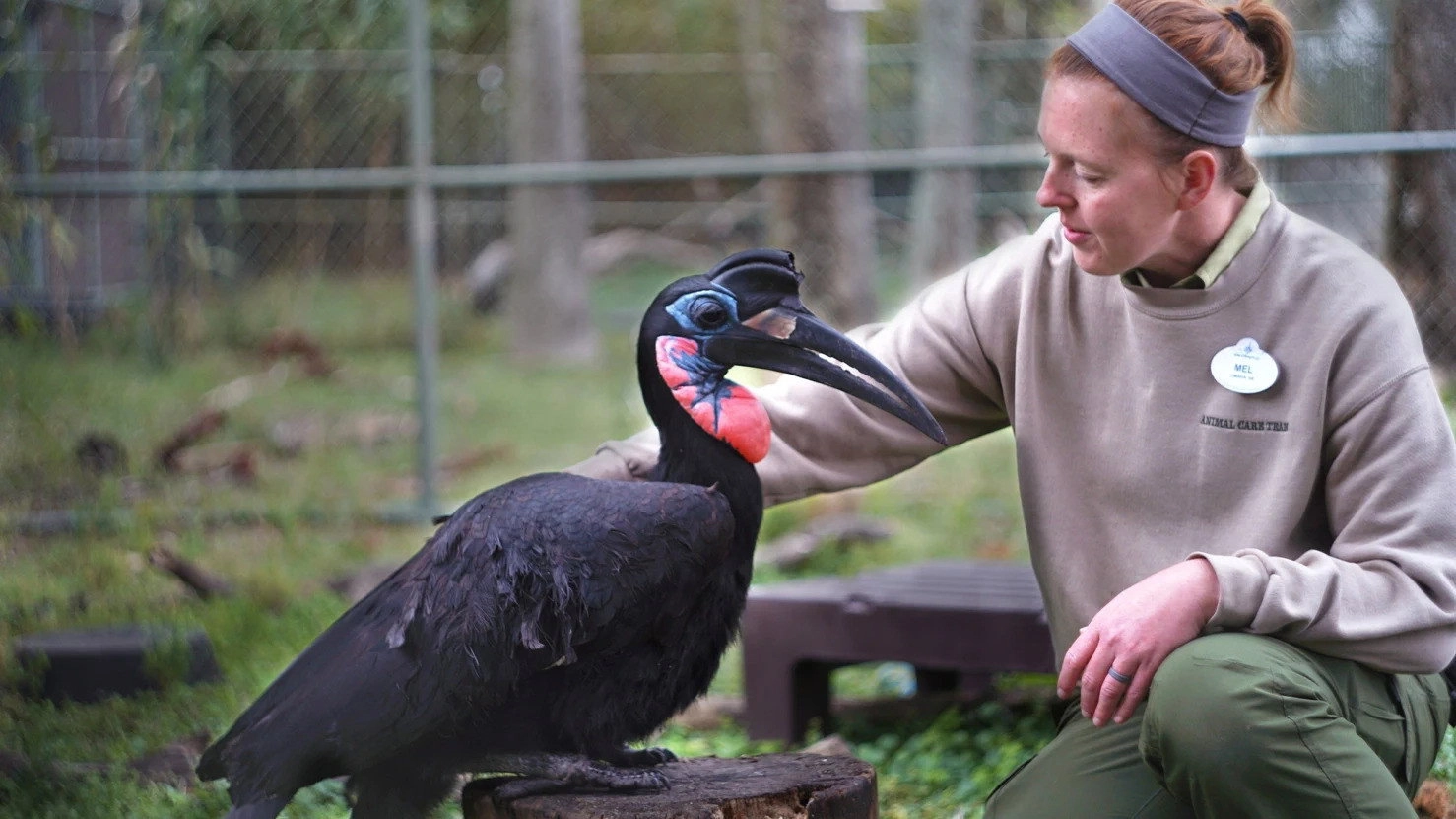 Magic of Disney's Animal Kingdom