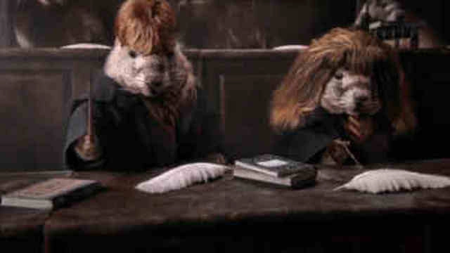 Les Marmottes