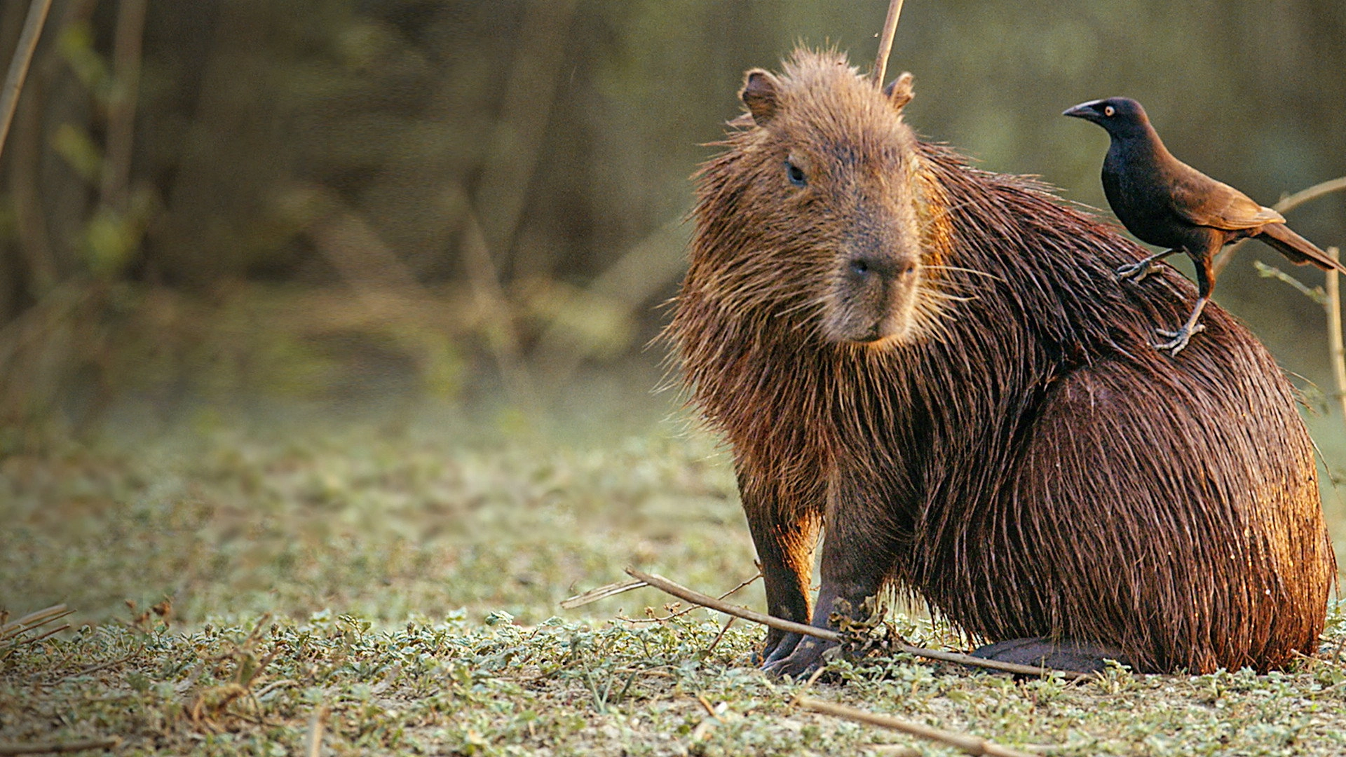 South America's Weirdest Animals