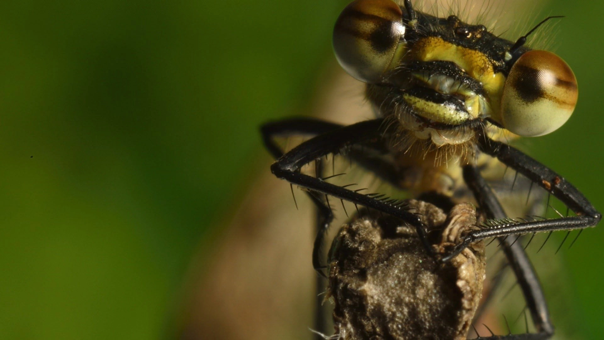 Micro Monsters with David Attenborough