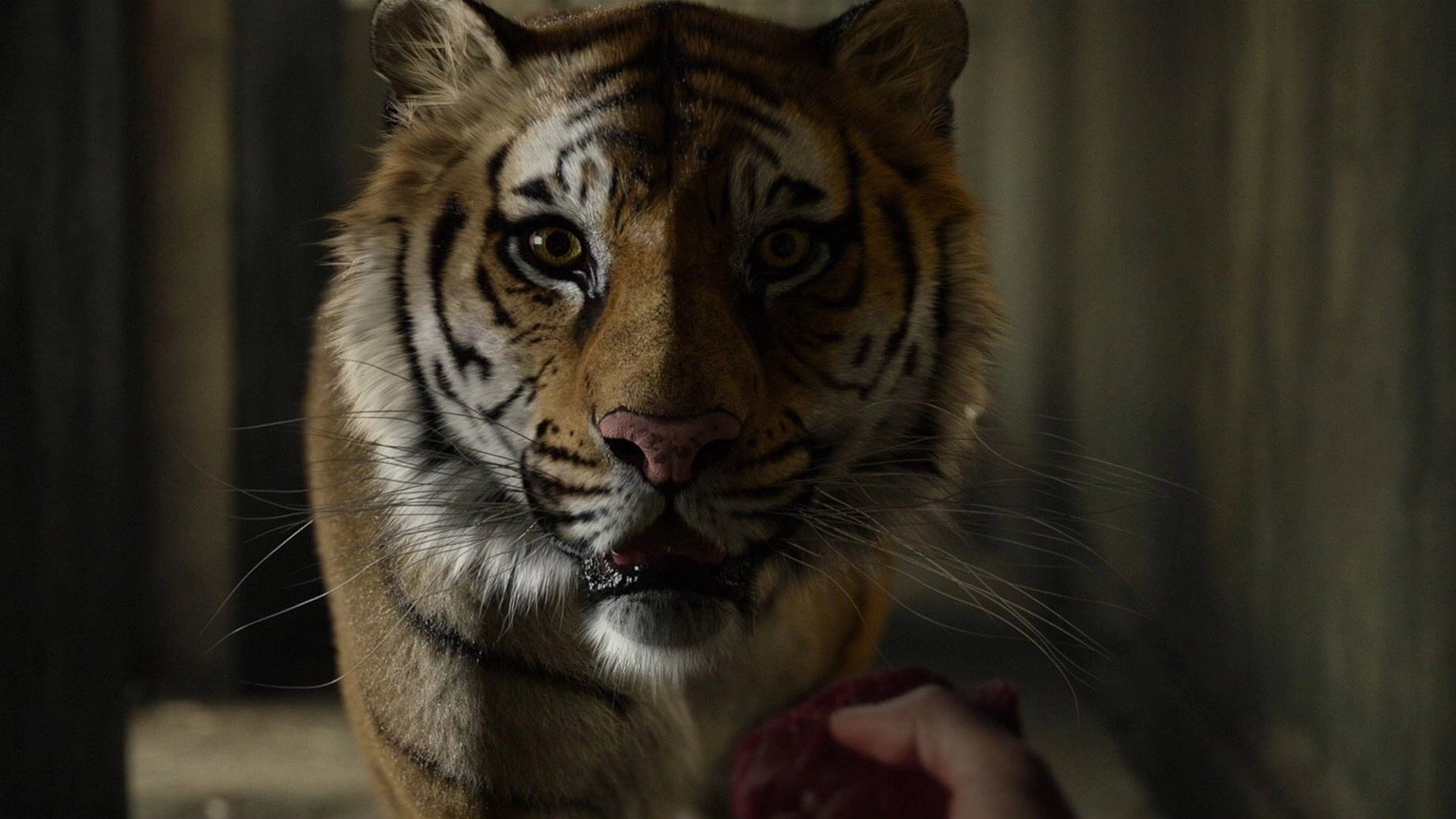 Life of Pi