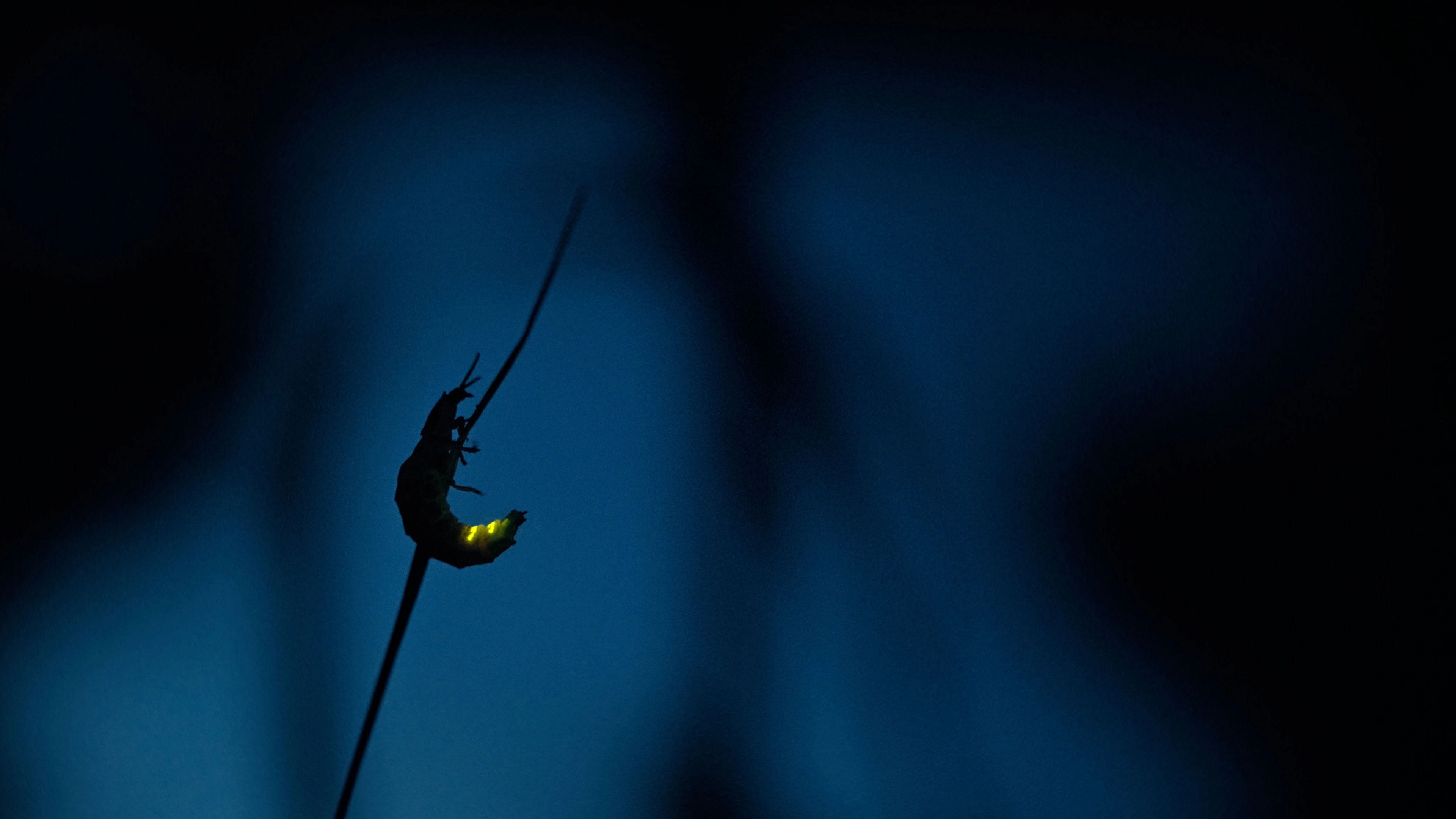 Insects – Hidden Heroes