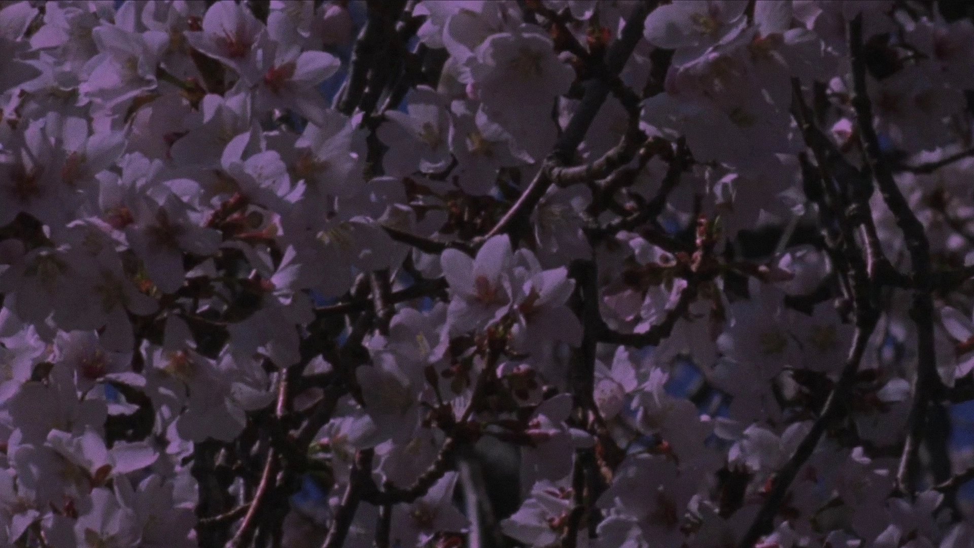 Spring Songs