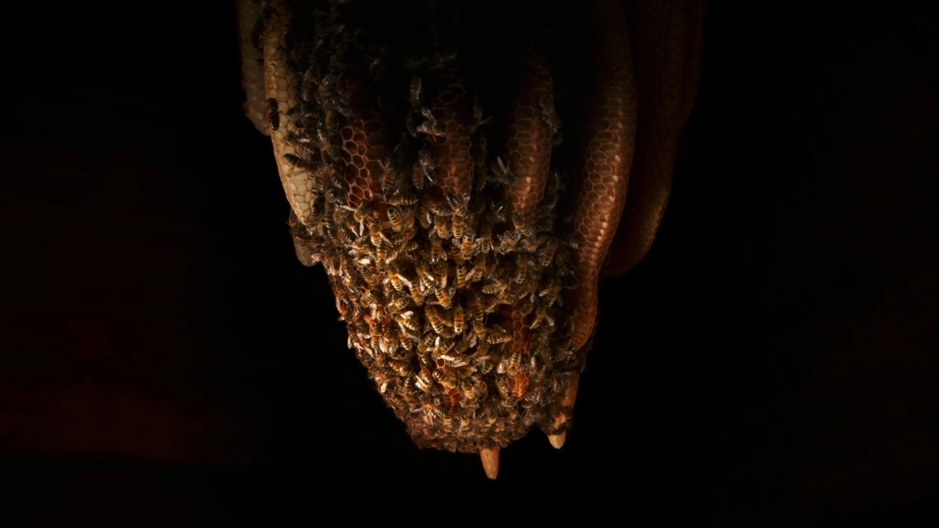 A Bee's Diary