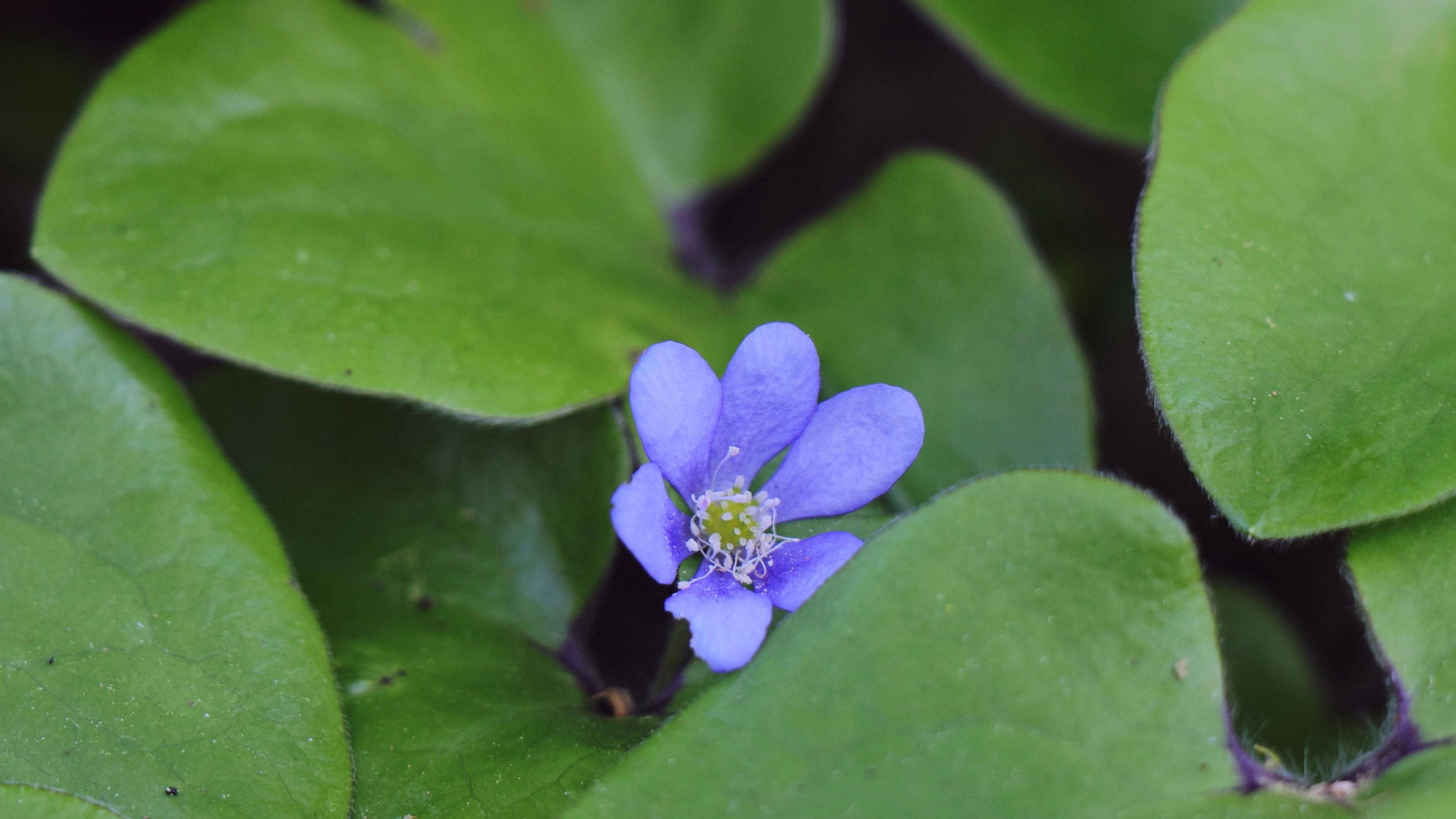 Anemone hepatica