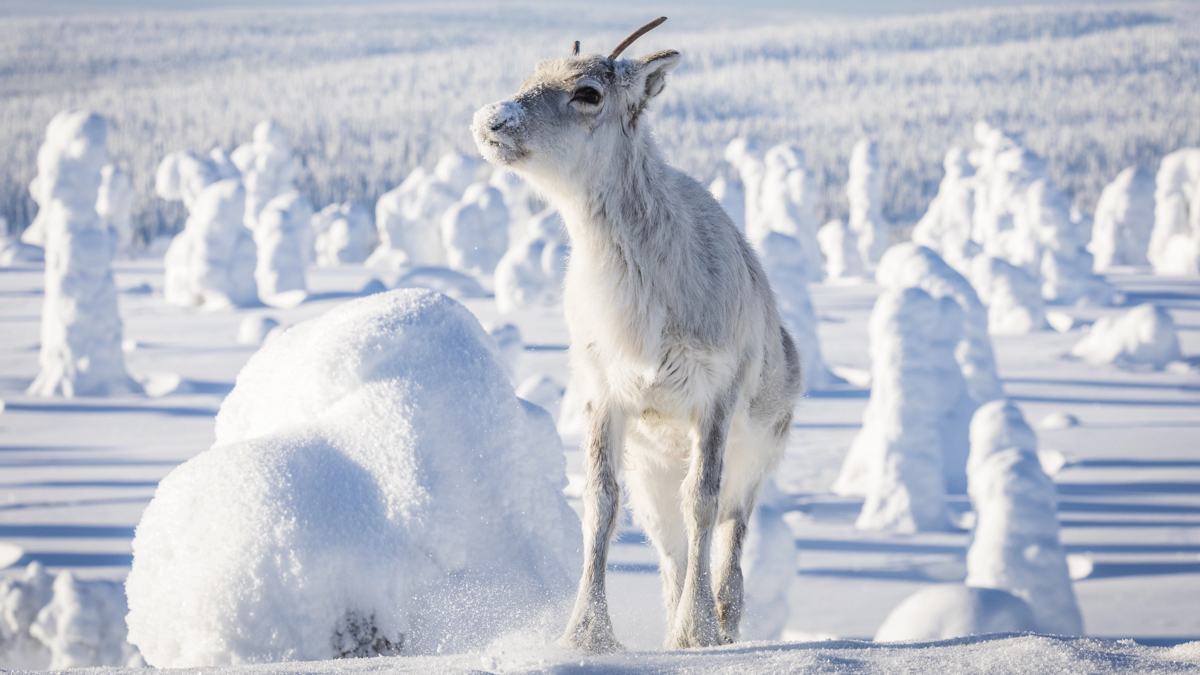A Reindeer's Journey