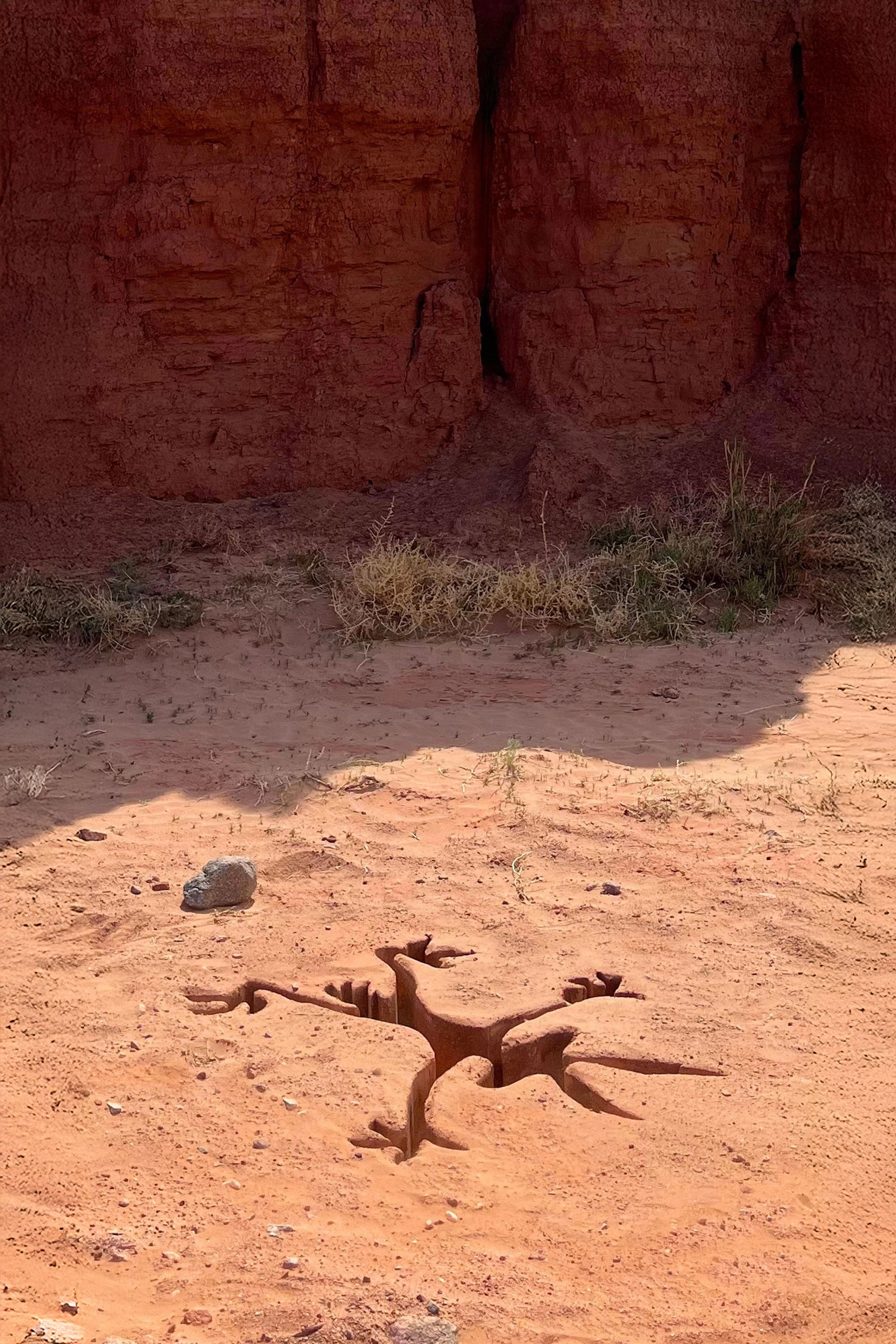 Coyote vs ACME