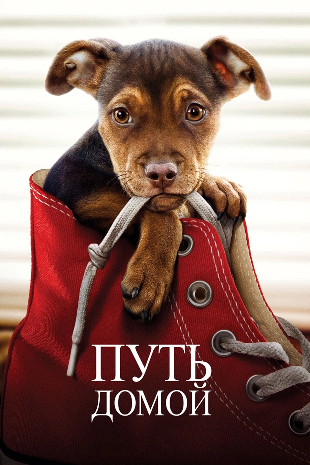 A Dog's Way Home