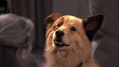 Dog with a Blog