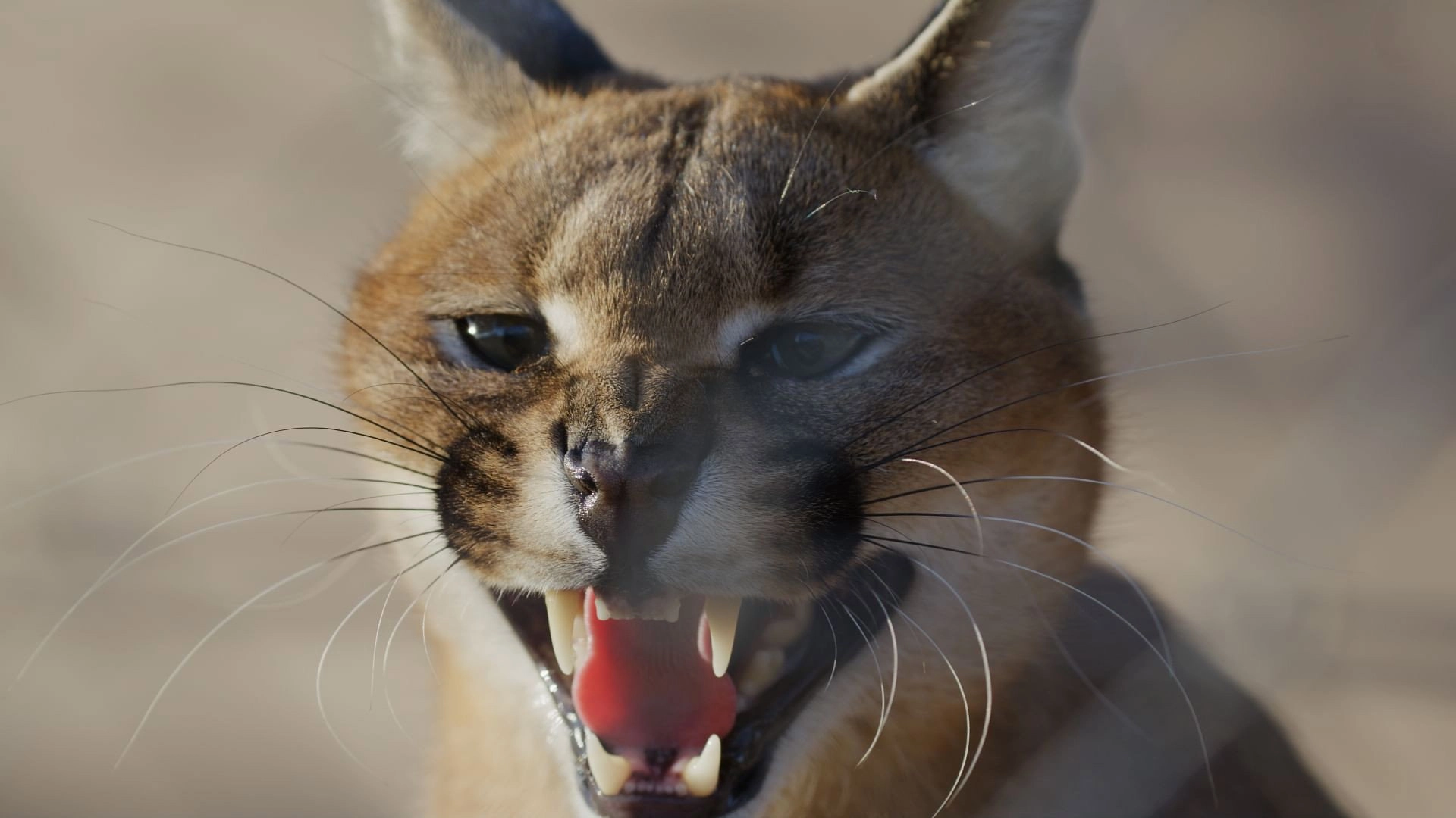 Caracal: The Lone Cat Society