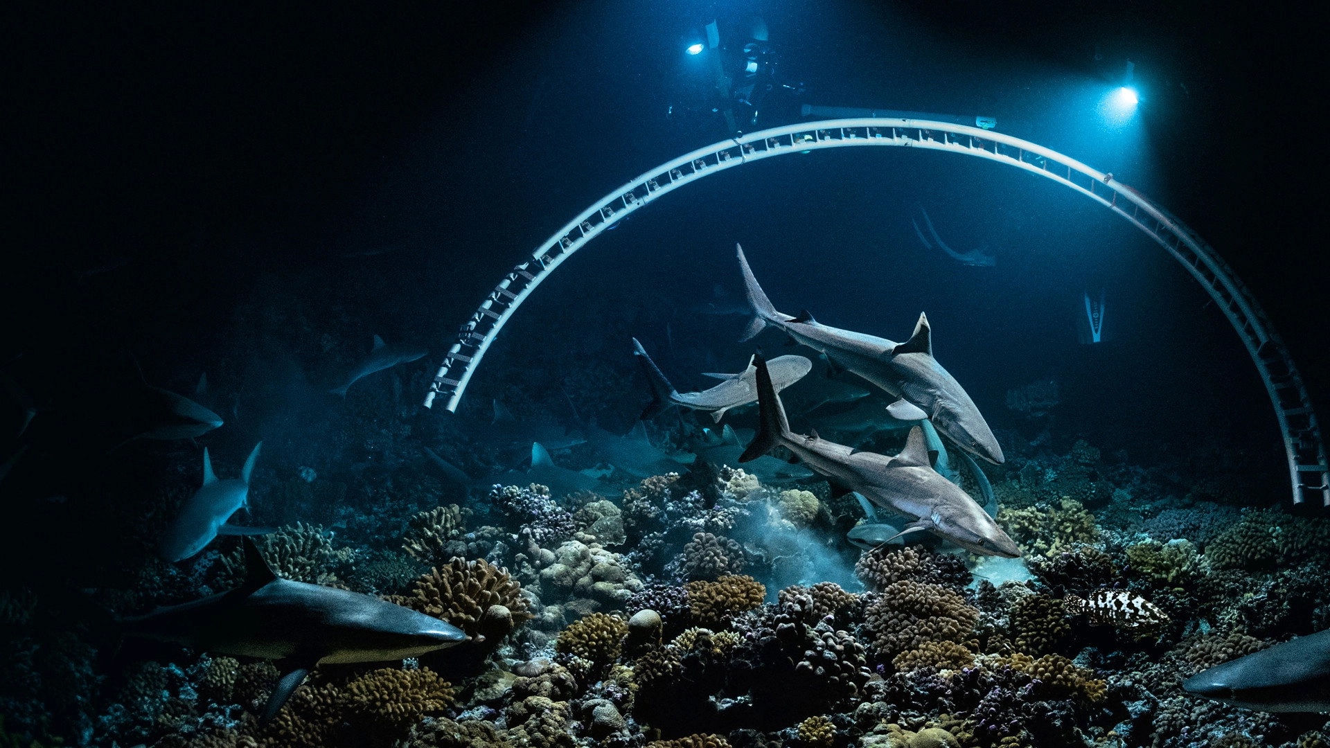 700 Sharks