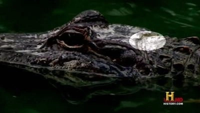 Swamp People