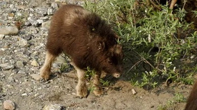 Kanadas Nationalparks
