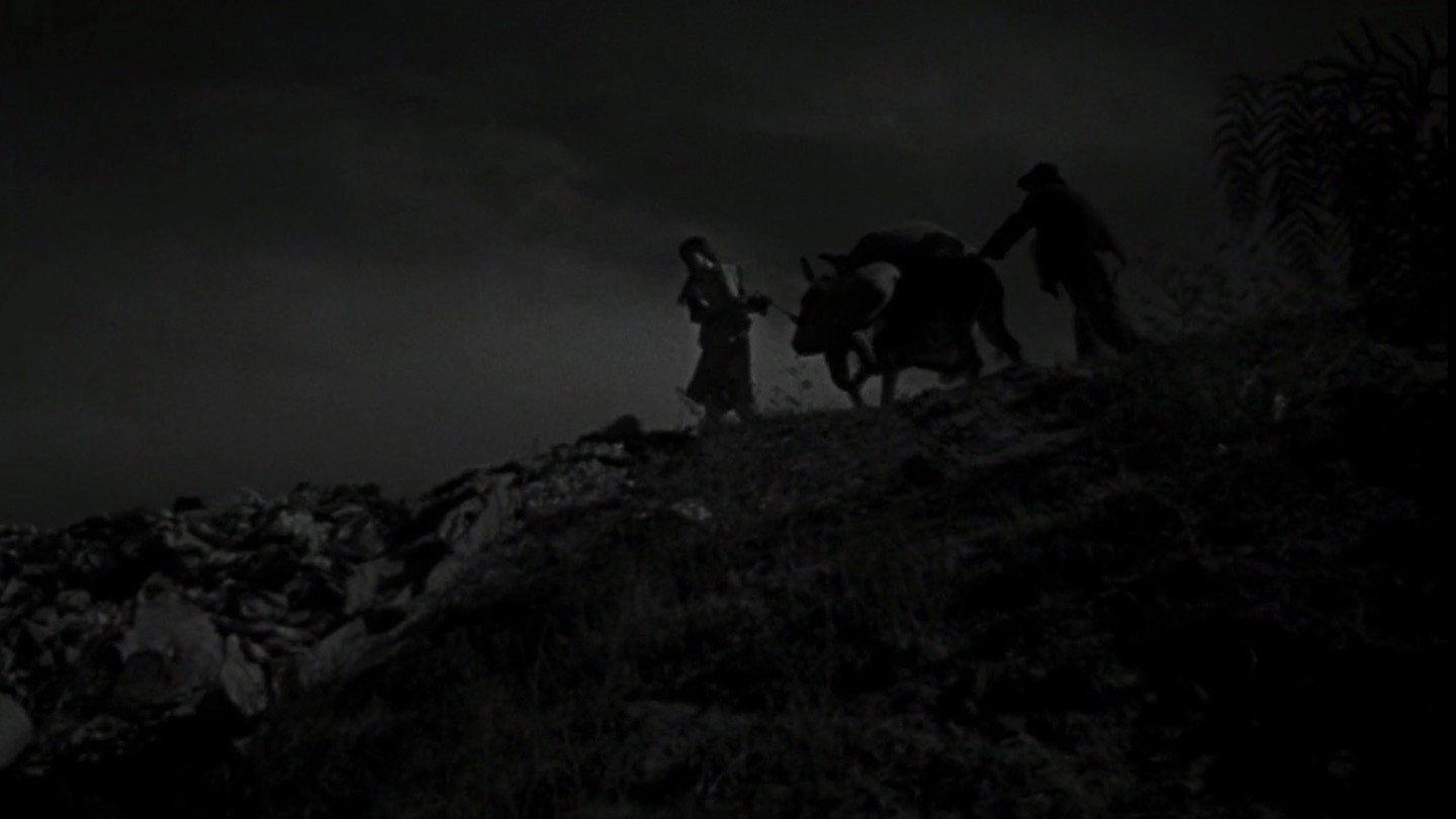 The Young and the Damned