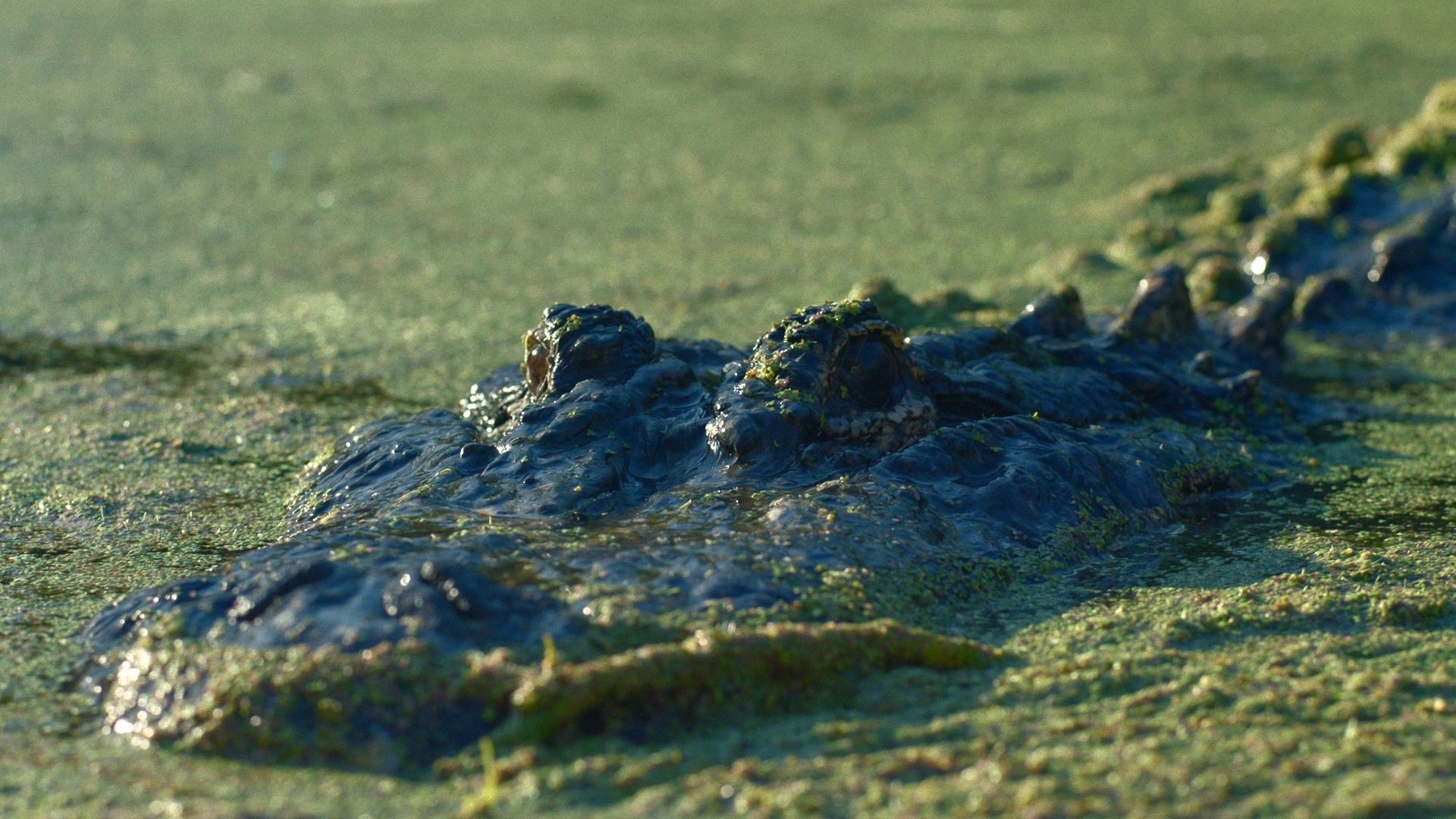 Gator Lake