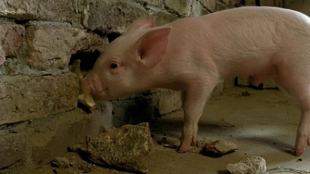 Rennschwein Rudi Rüssel