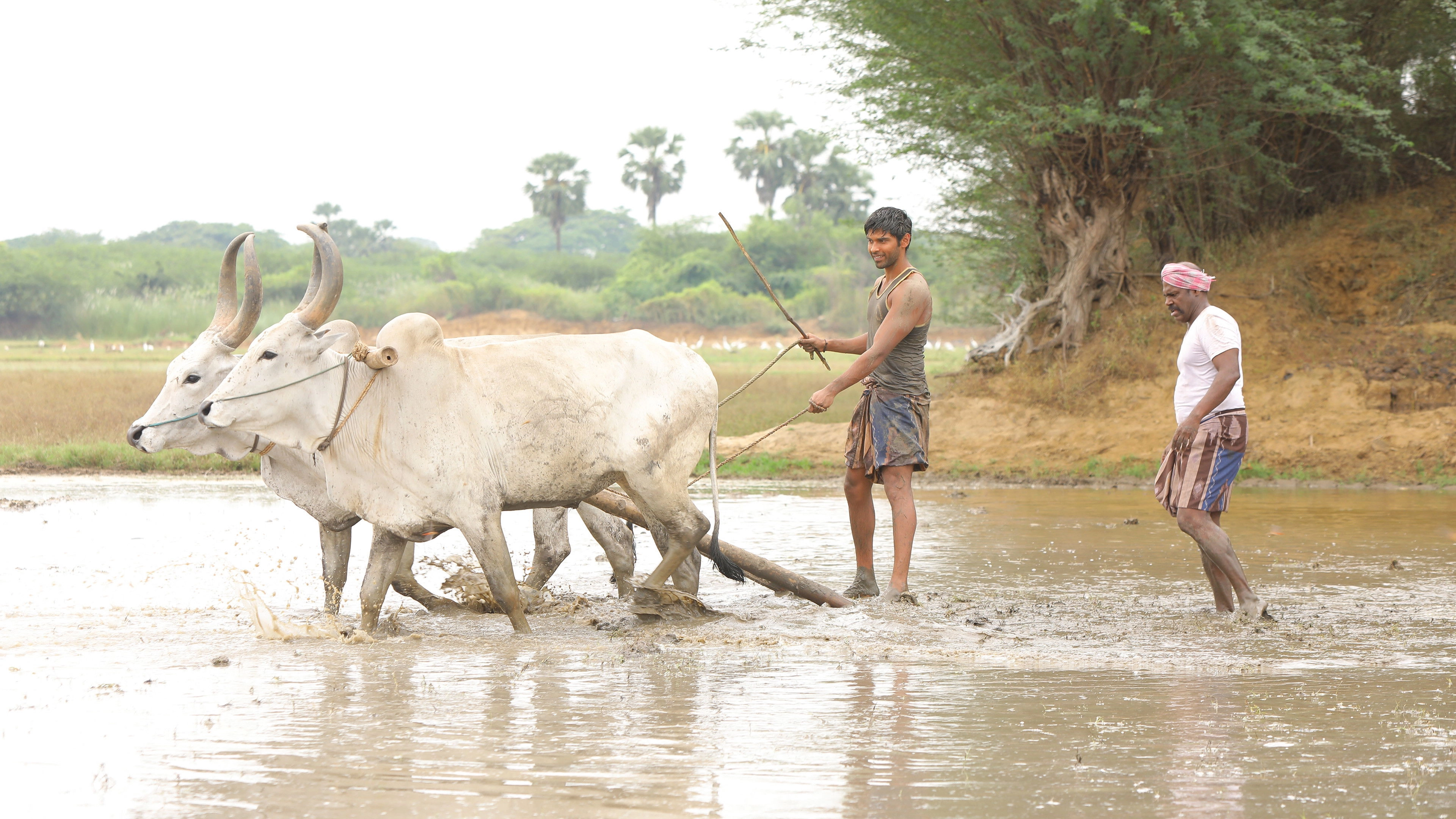 Bison Kaalamaadan