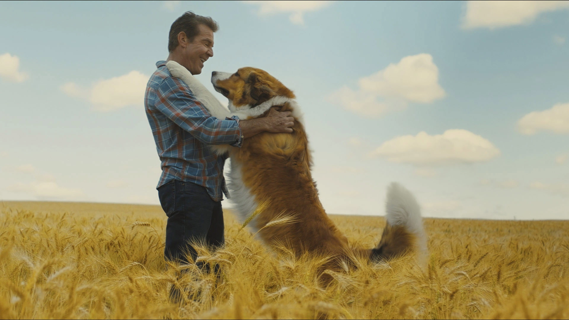 A Dog's Journey