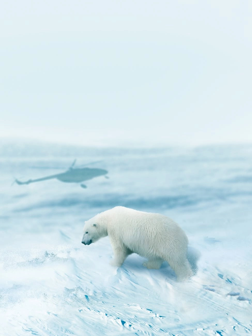 Arctic from Above