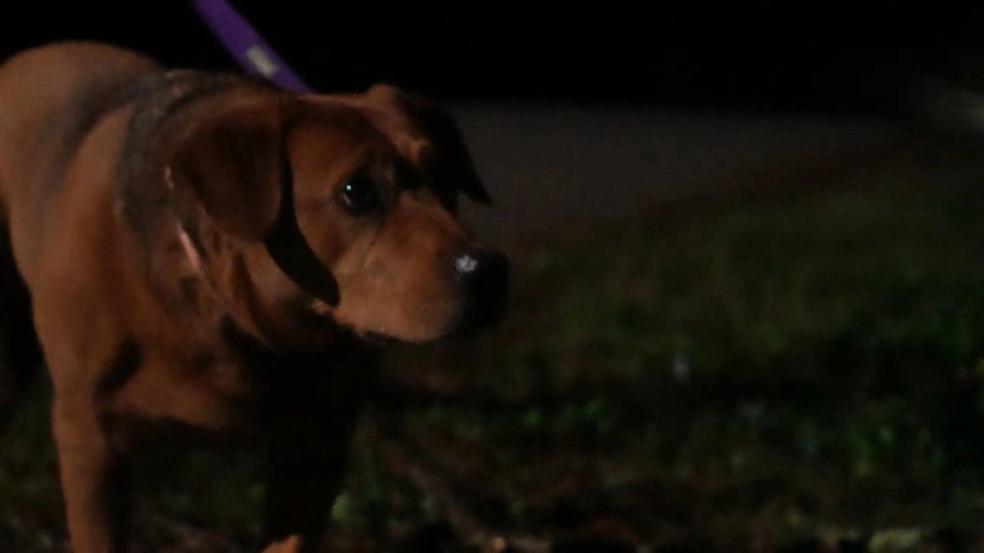 Night Walk