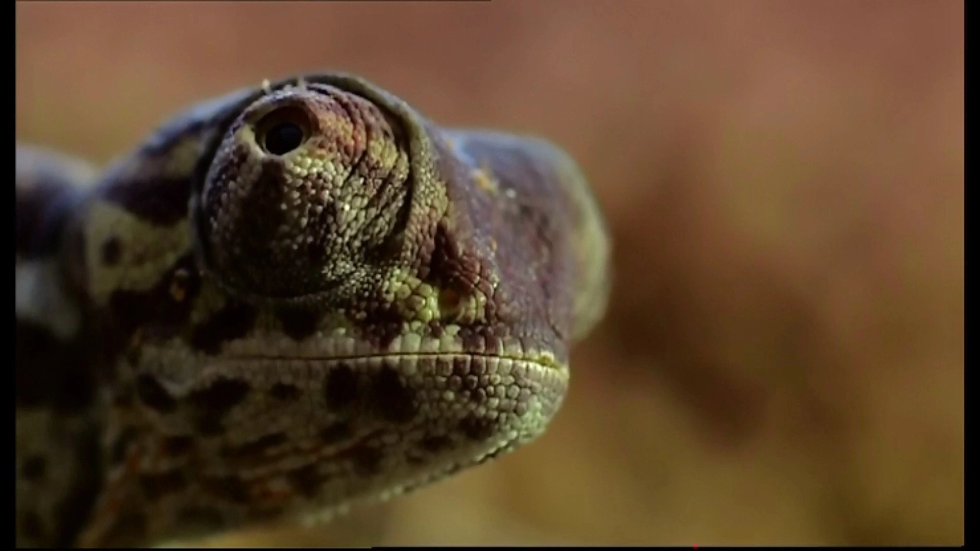 Animal Life: Young & Wild