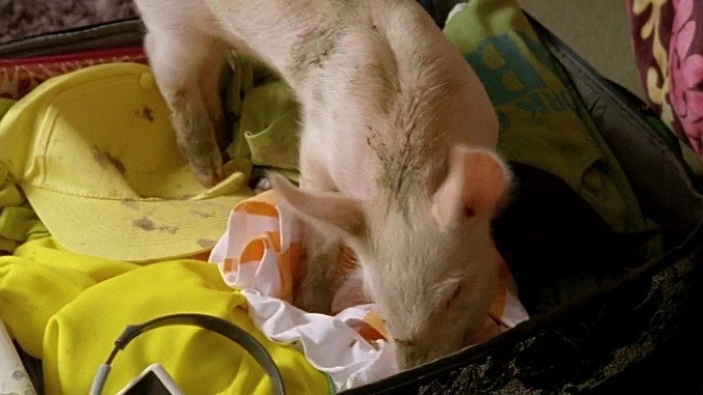 Rennschwein Rudi Rüssel