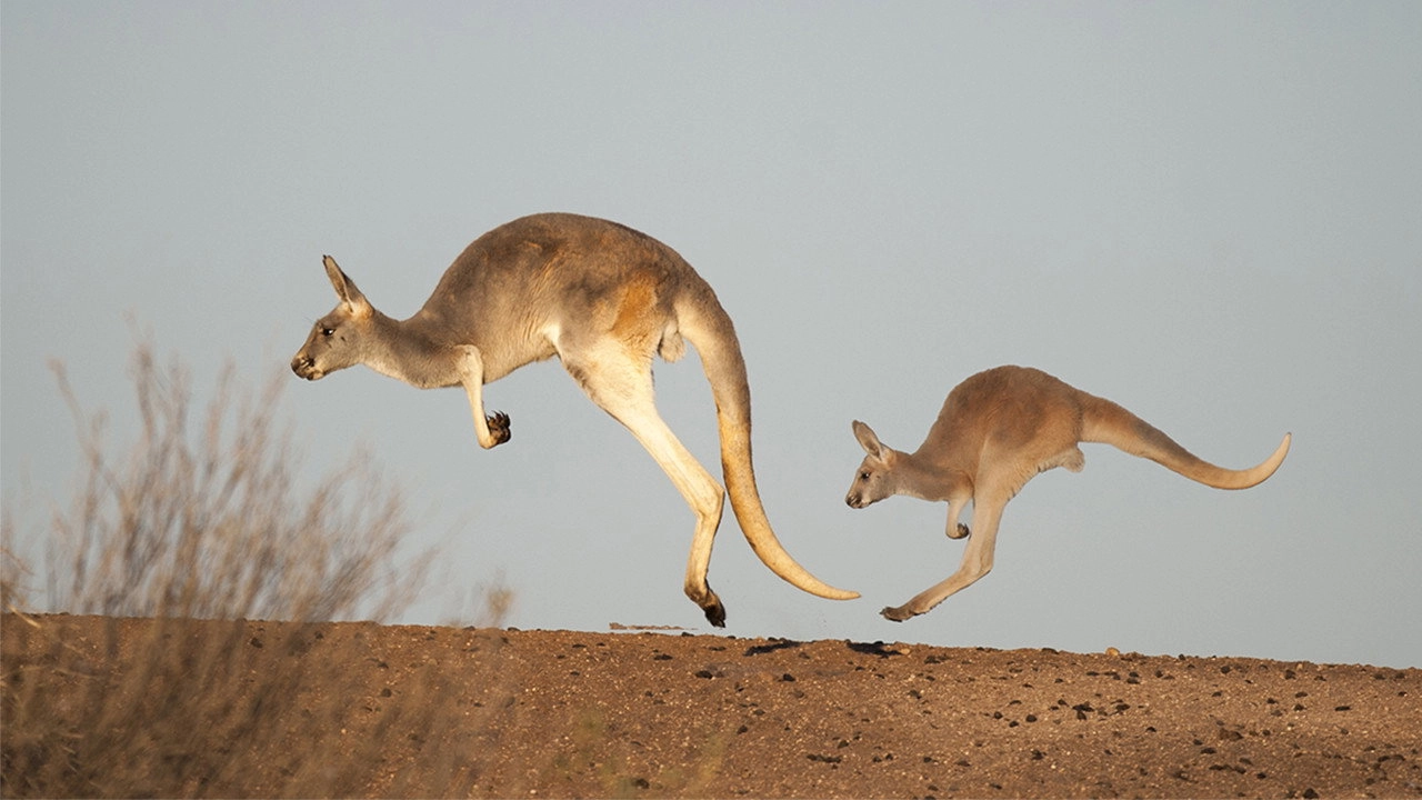 Australia Remastered