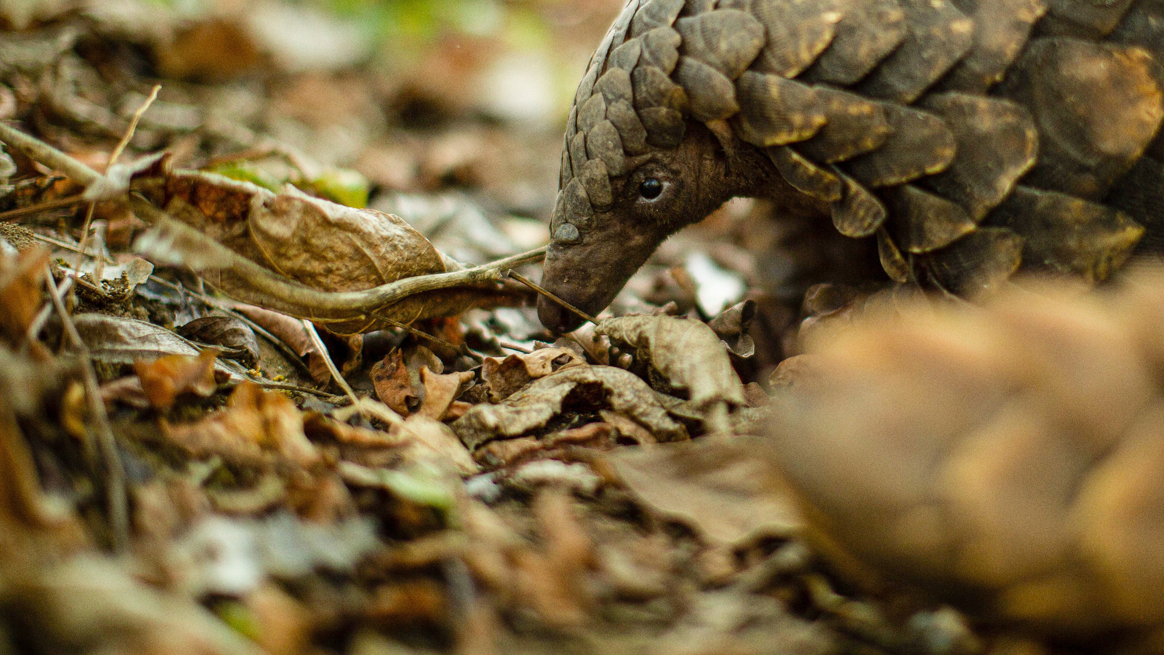 Gorongosa: Paradise Reborn